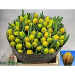 Tulp do Vuelta