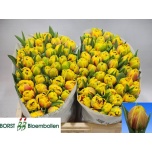 Tulp do Vuelta