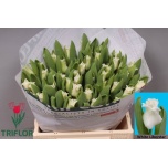 Tulp co White Liberstar