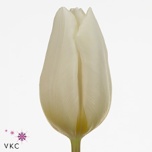 Tulp si White Prince