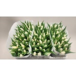 Tulp si White Prince