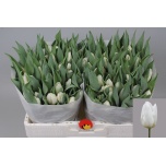 Tulp si White Prince