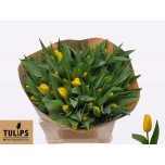 Tulp fr Yellow Fabio