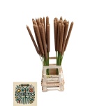 Typha 90cm (tk)