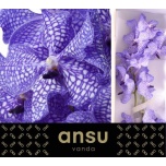 Vanda Delft Blue*16