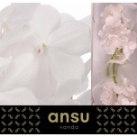 Vanda Tayan Diamond White*25