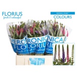 Veronica Smart Mix 60cm