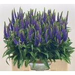 Veronica 60cm Dark Martje