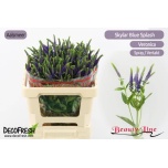 Veronica Skyler Blue 55cm