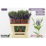 Veronica Skyler Blue 55cm