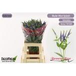 Veronica Skyler Blue 65cm