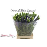 Veronica Skyler Blue 65cm