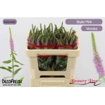 Veronica Skyler Pink 50cm