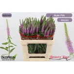 Veronica Skyler Pink 55cm