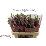 Veronica Skyler Pink 55cm