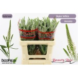 Veronica Skyler White 55cm