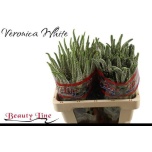 Veronica Skyler White 55cm