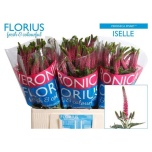 Veronica Smart Iselle 60cm