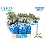 Veronica Smart Luna 50cm
