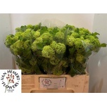 Viburnum Roseum 55cm
