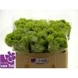 Viburnum Roseum 50cm