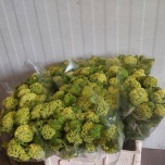 Viburnum Roseum 50cm