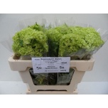 Viburnum Roseum 50cm