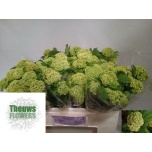 Viburnum Roseum 50cm