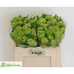 Viburnum Roseum 50cm
