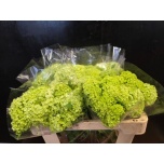 Viburnum Roseum 50cm