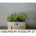 Viburnum Roseum 50cm