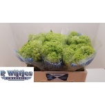 Viburnum Roseum 50cm