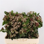 Viburnum Red Spirit 60cm
