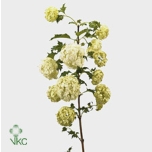 Viburnum Roseum 60cm