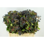 Viburnum berries 55cm (pk)