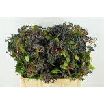 Viburnum berries 55cm (pk)