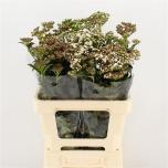 Viburnum macrophyllum 60cm