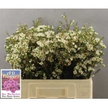 Chamelauchium Wax Flower Crystal Pearl 60cm