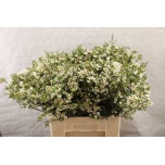 Chamelauchium Wax Flower Crystal Pearl 60cm