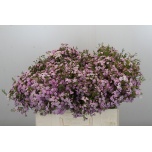 Chamelaucium Wax Flower Dancing Queen 50-55cm