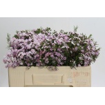 Chamelaucium Wax Flower Dancing Queen 50-55cm