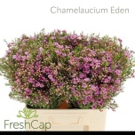 Chamelaucium Wax Flower Eden 60cm
