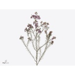 Chamelaucium Sidrunmürt Emma 60cm