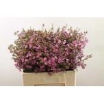 Chamelaucium Sidrunmürt Emma 60cm