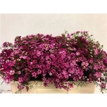Chamelaucium Wax Flower Jupiter 50cm