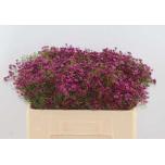 Chamelaucium Wax Flower Jupiter 50cm