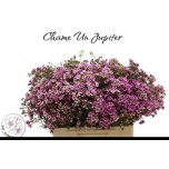 Chamelaucium Sidrunmürt Jupiter 60cm