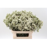 Wax Flower 80cm Jupiter Moon