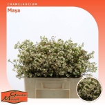 Chamelaucium Sidrunmürt Maya 50cm