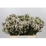 Chamelaucium Sidrunmürt Moonlight Delight 55cm